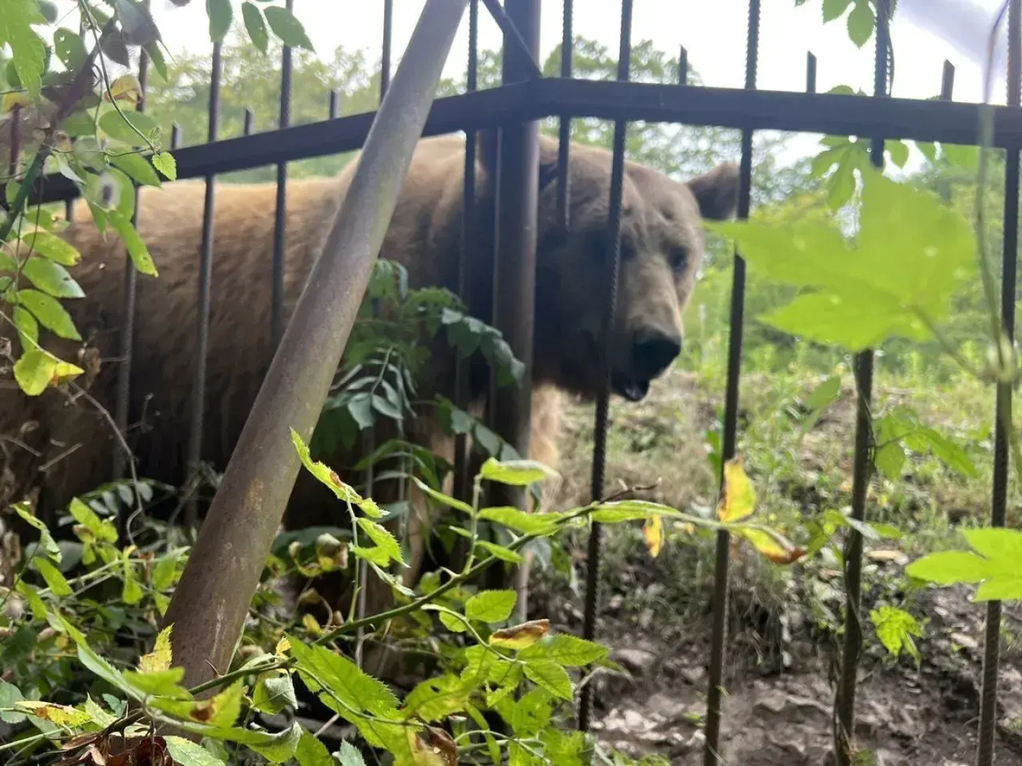Частный дом с баней и бассейном