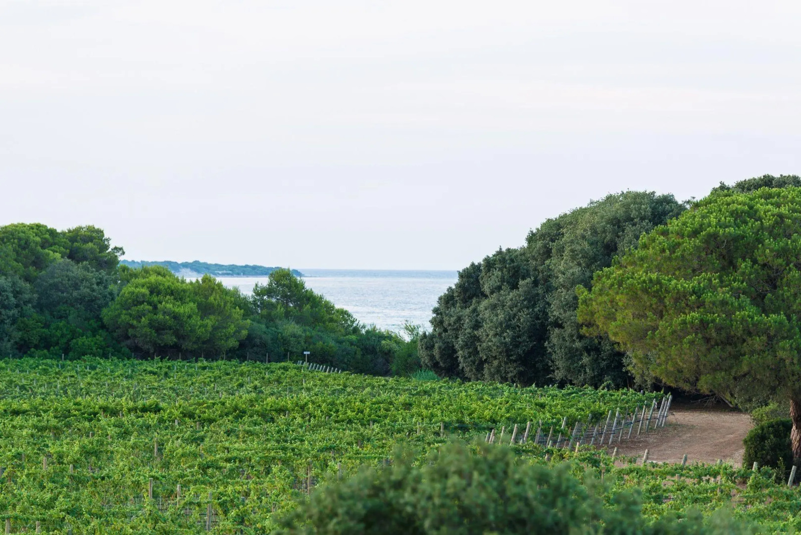Masseria Mongiò dell'Elefante
