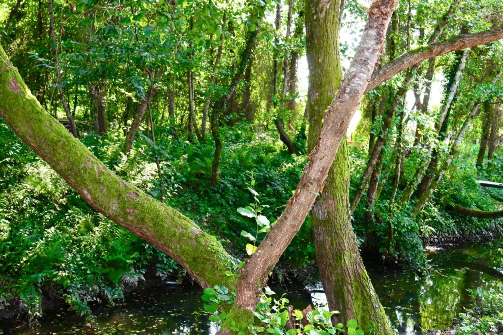 Курортный отель Aqua resort Dacha