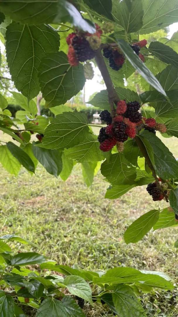 Частный дом Дом в Абхазии