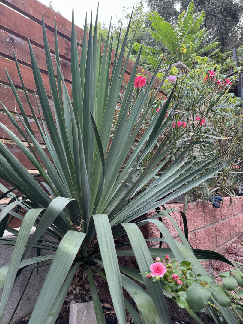 Гостевой Дом Волга в Симеизе