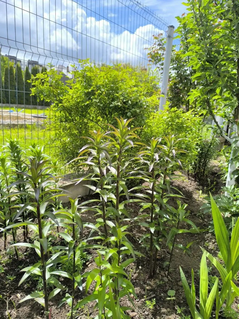 Частный дом в Калининграде