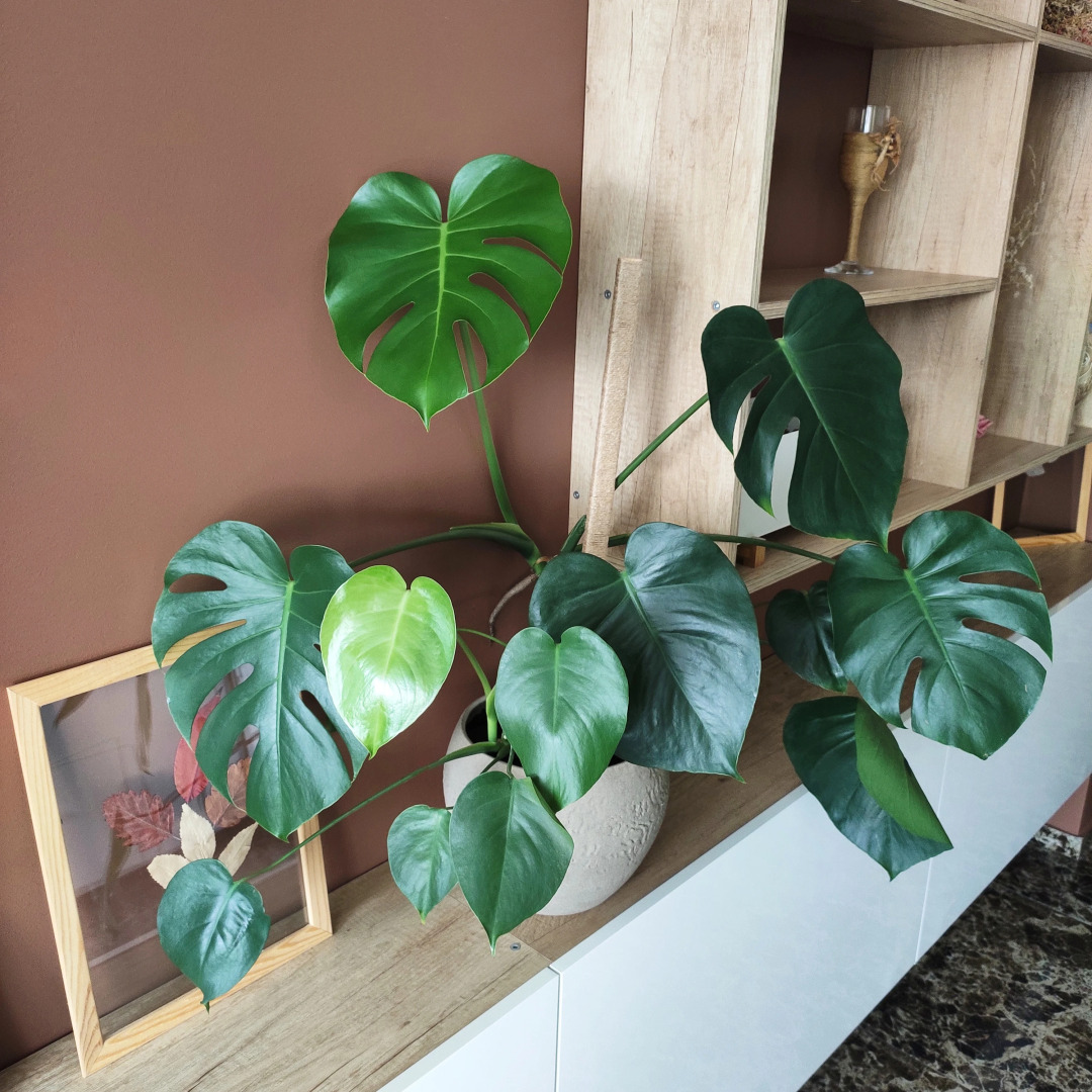 Премиум апартаменты в центре Симфония Deluxe