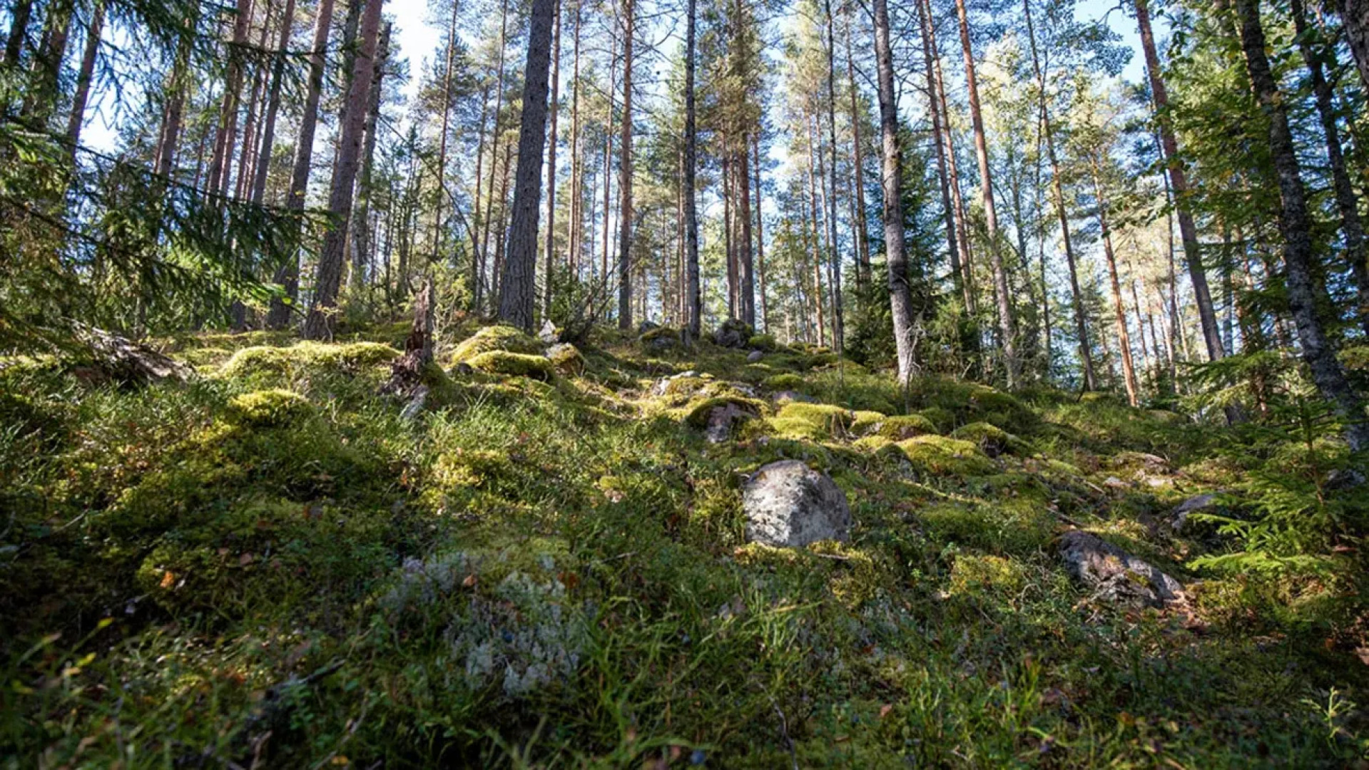 Отель База отдыха Заветное