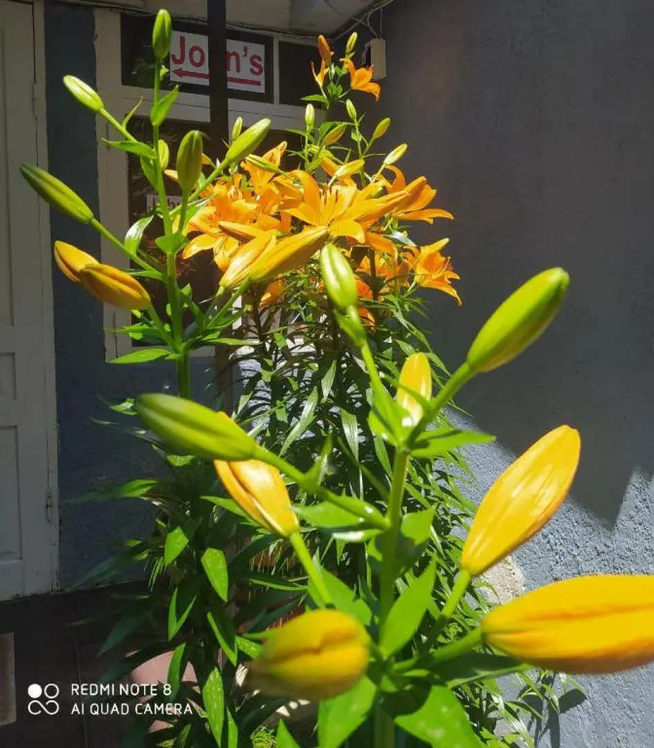 Гостевой дом John's