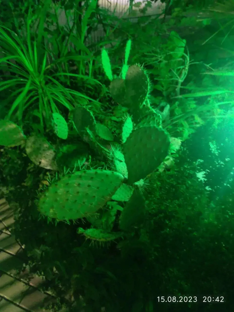 Гостевой дом Эвкалипт