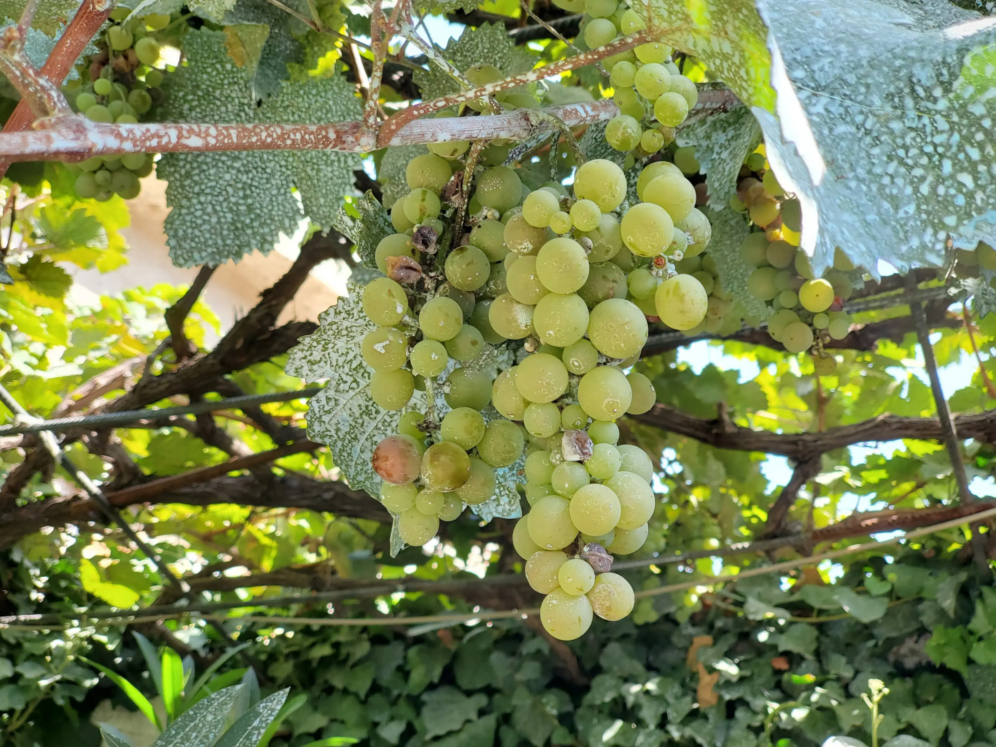 Отель West Tbilisi