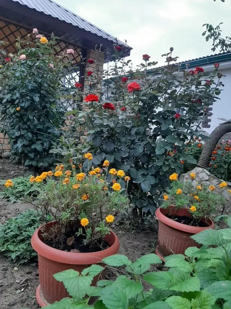 Solnechny Guest House