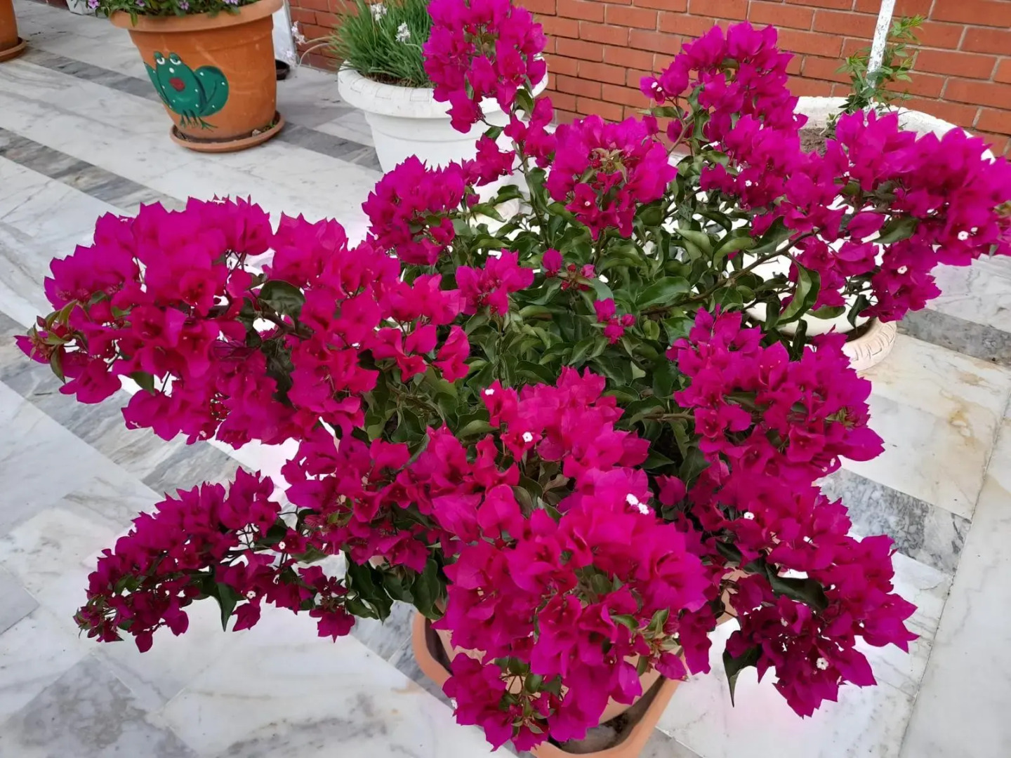 Bed&Breakfast Akdeniz Pansiyon