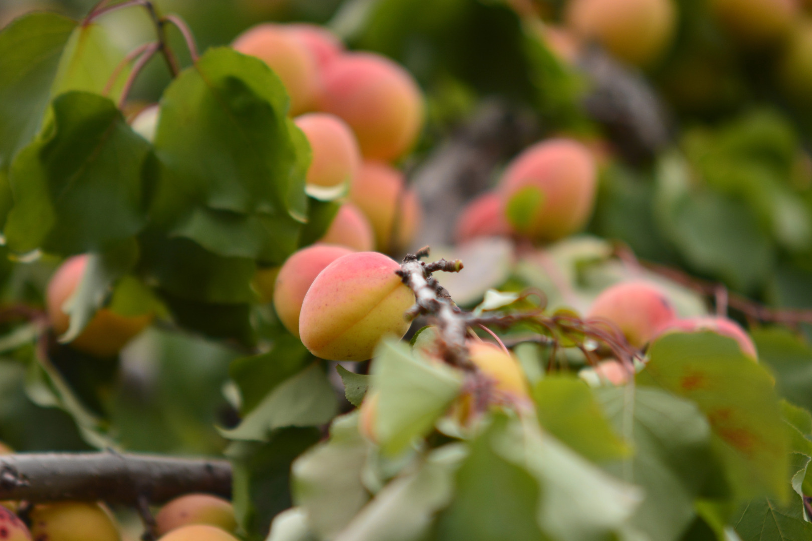 Отель Радуга