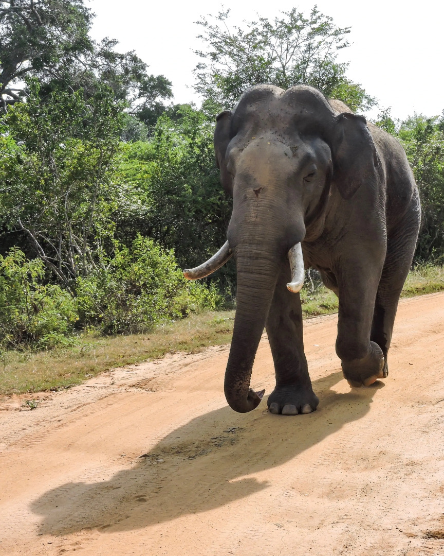 Отель Arana Yala