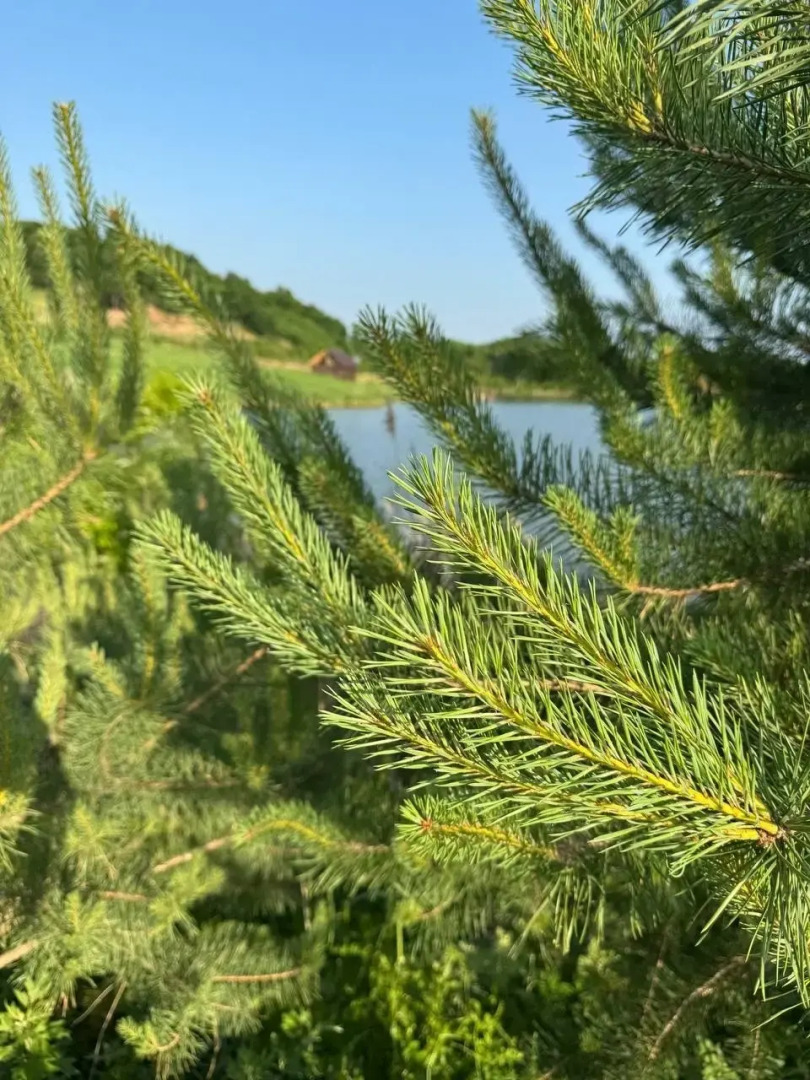 База отдыха Синегорье