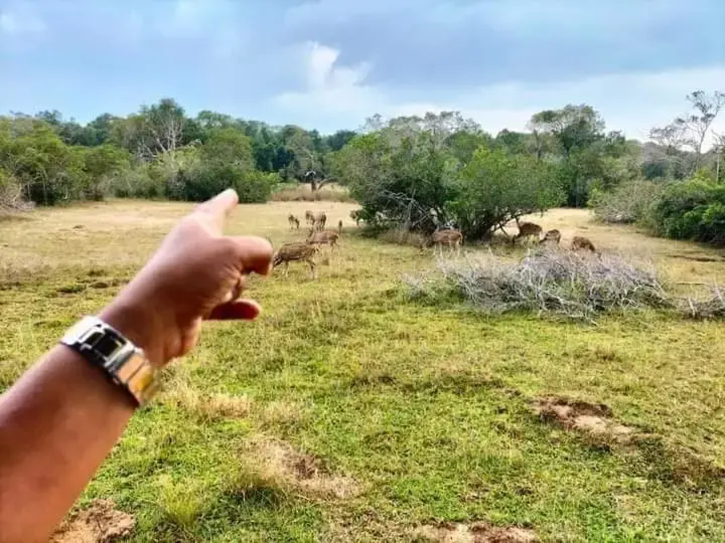 Отель Wild Wadi Wilpattu