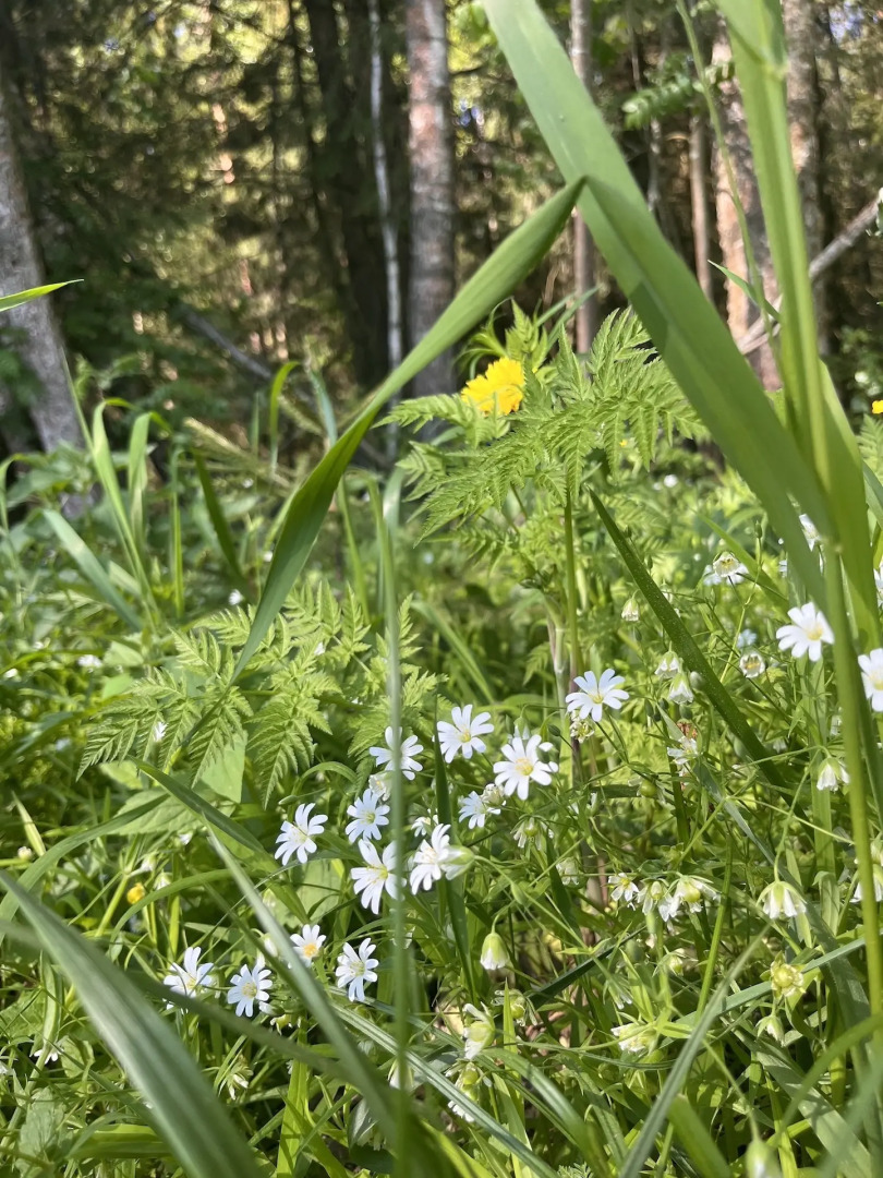 Частный дом в стиле Этно Фермерские Дачи
