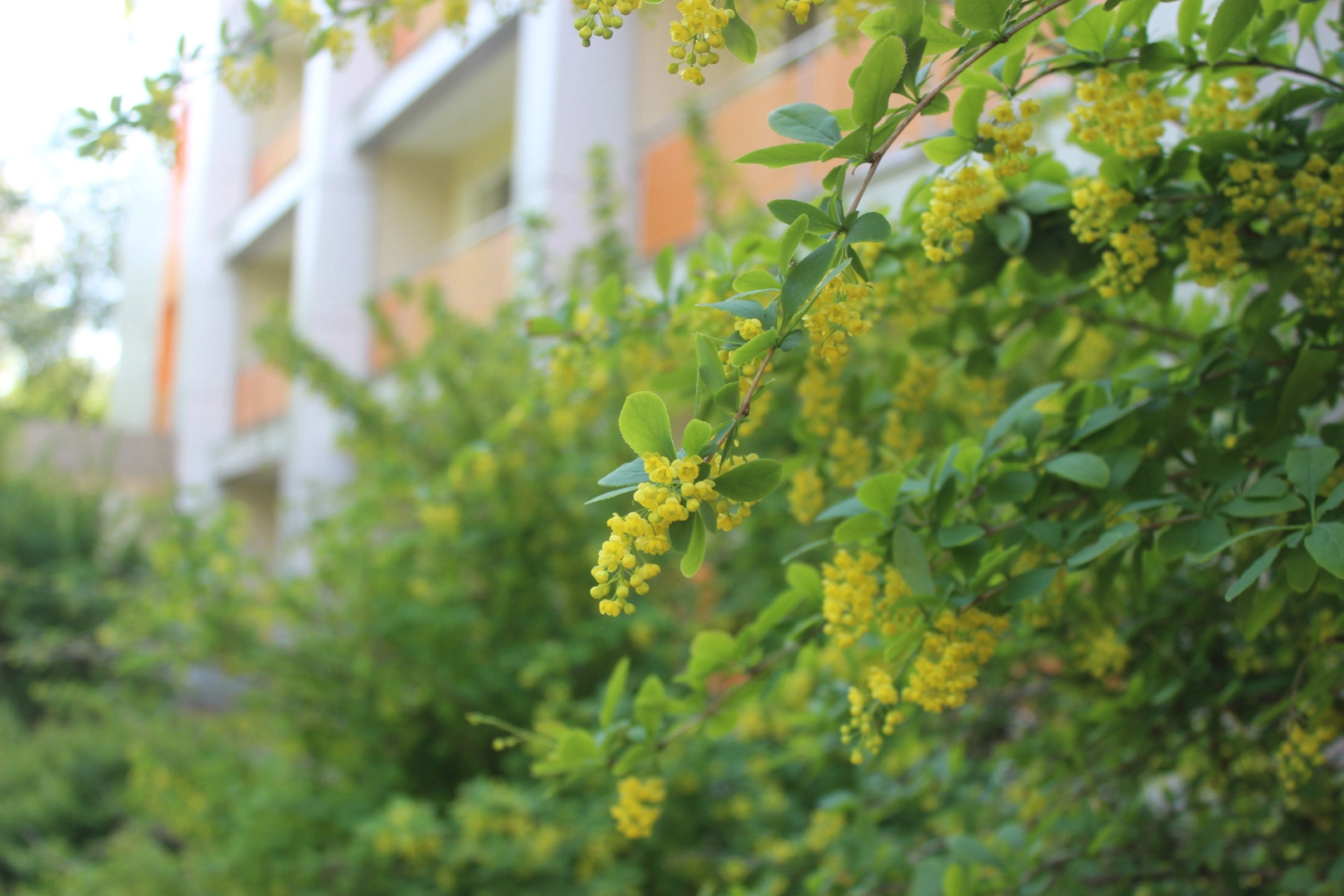 Borovichskij(AO BKO)