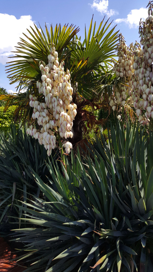 Апартаменты Venti Club Lozenets