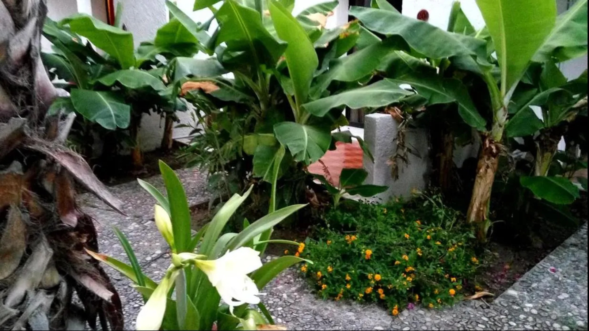 Отель Oasis Hotel Bungalows Rodos - All Inclusive