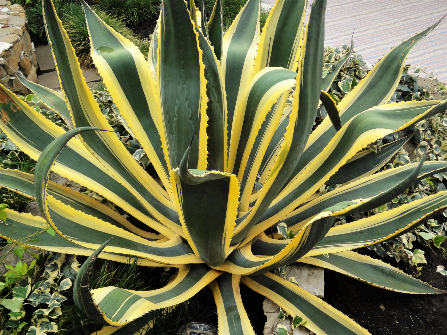 Гостевой Дом Голубая Лагуна