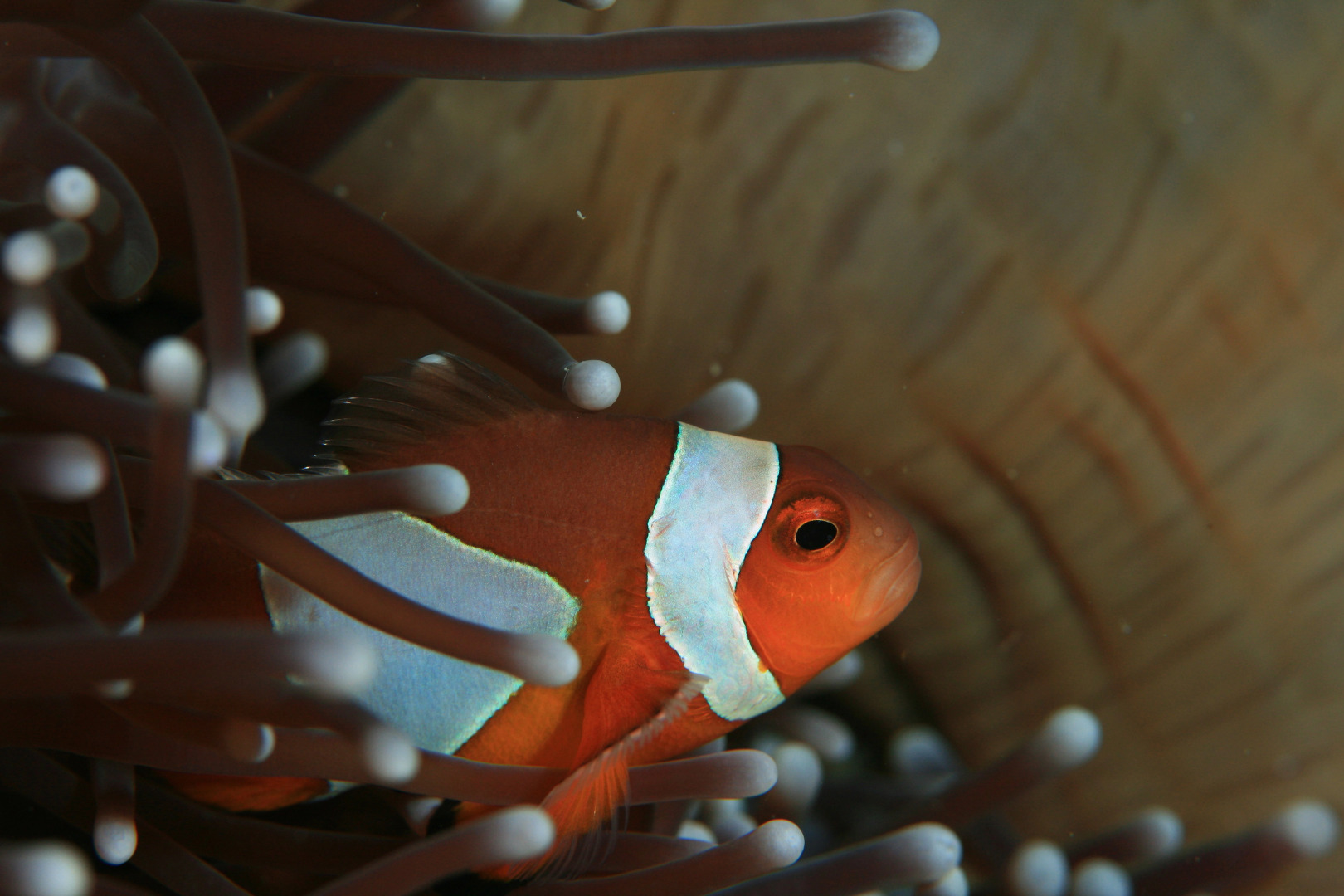 Отель Charm Churee Villa Hotel & Resort