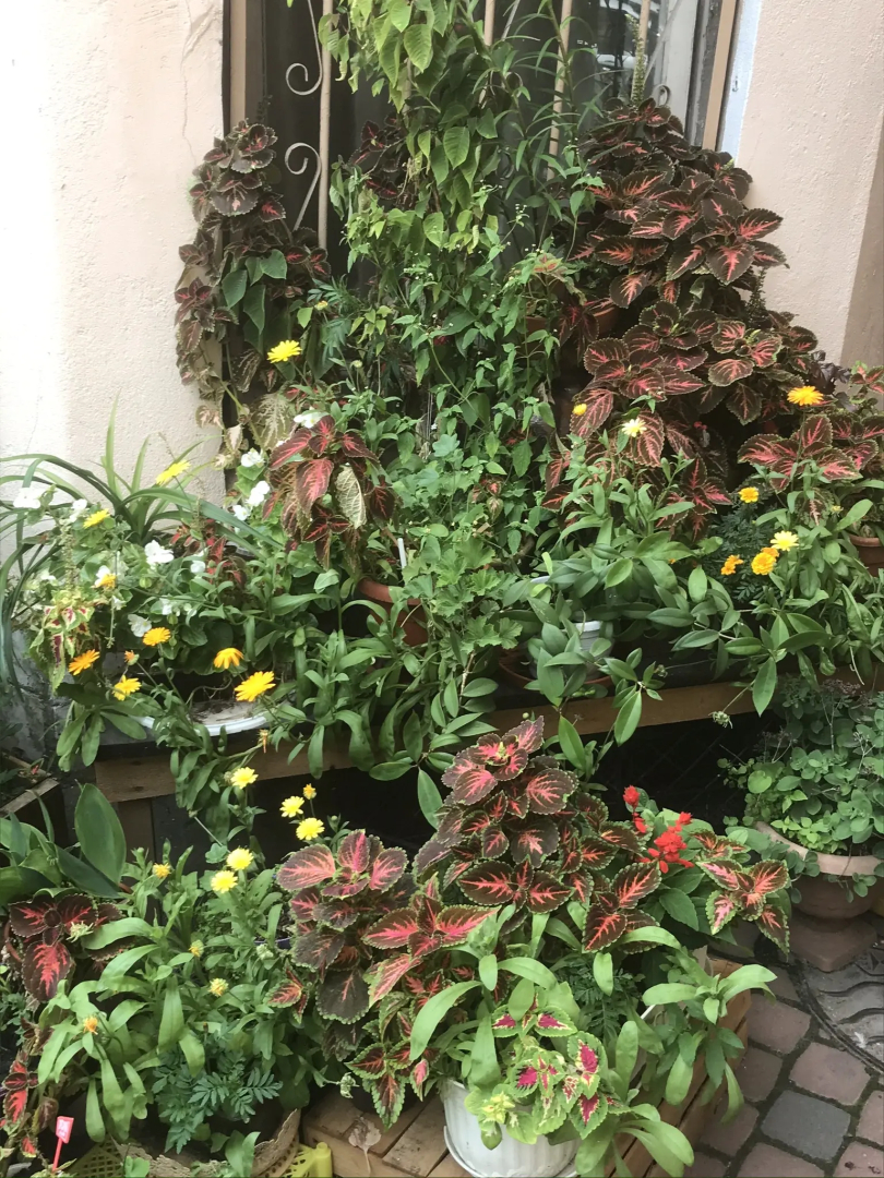 Мини-отель Белый бегемот