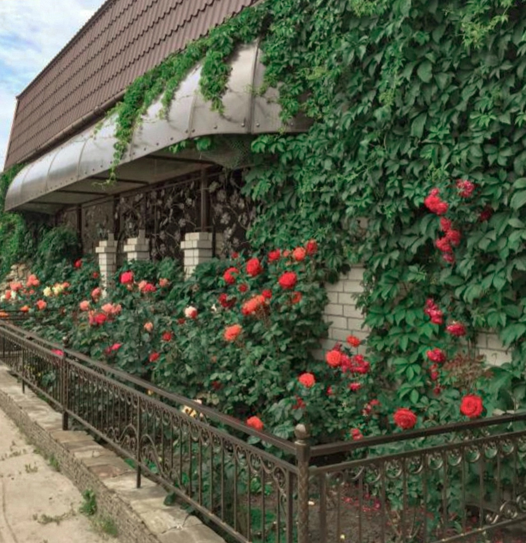 Гостевой дом Дельфиния