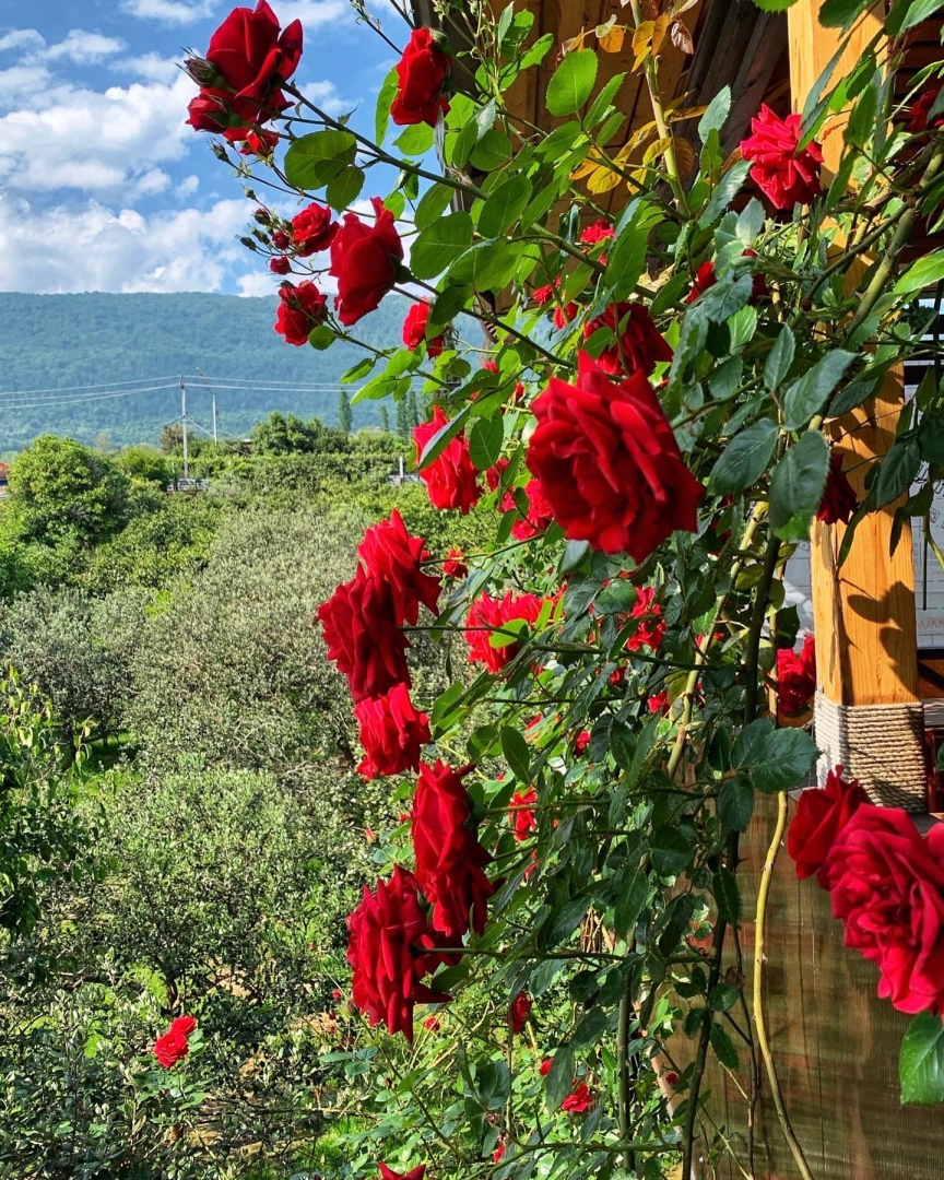 Гостевой дом Дивный Сад