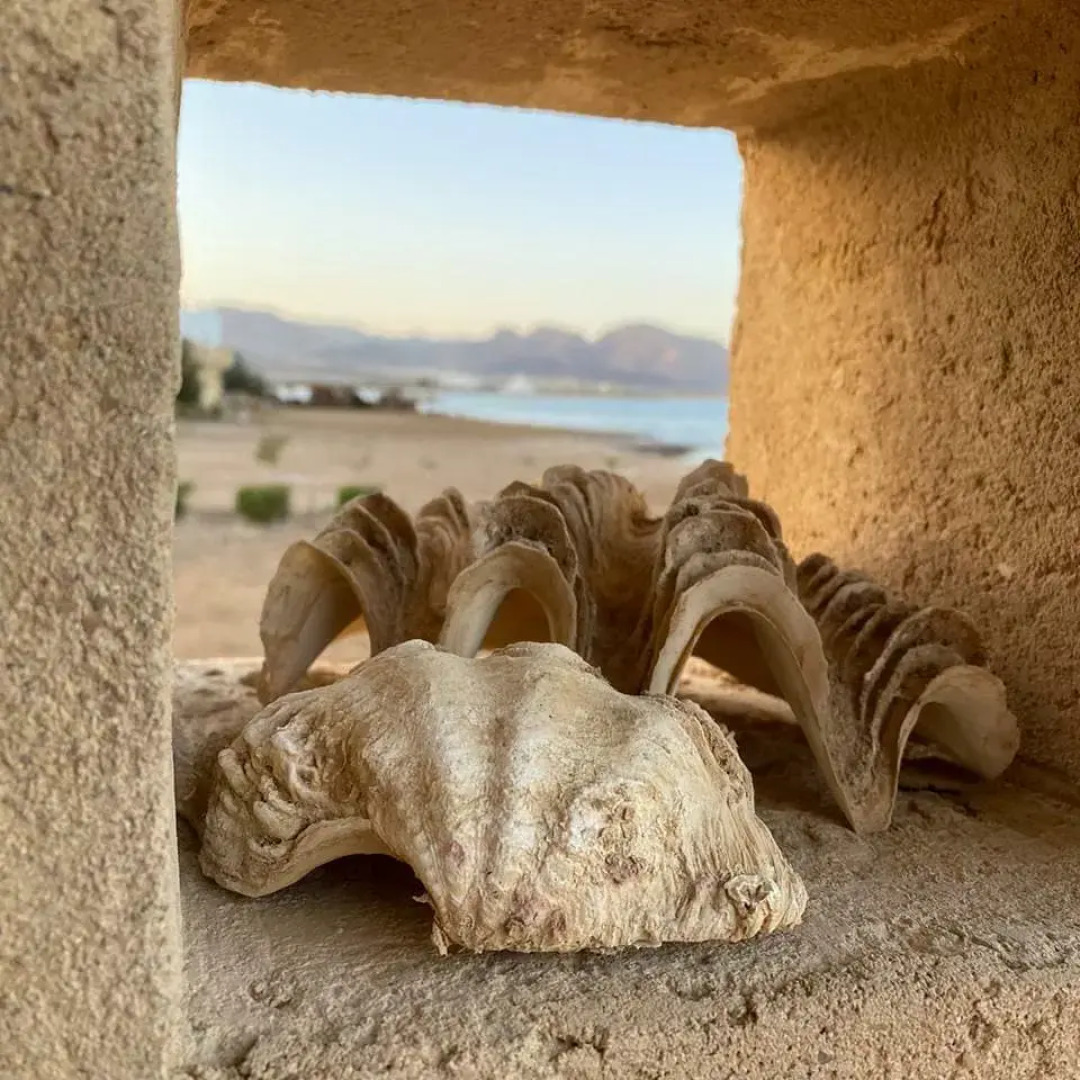 Апартаменты Coral Paradise Villa