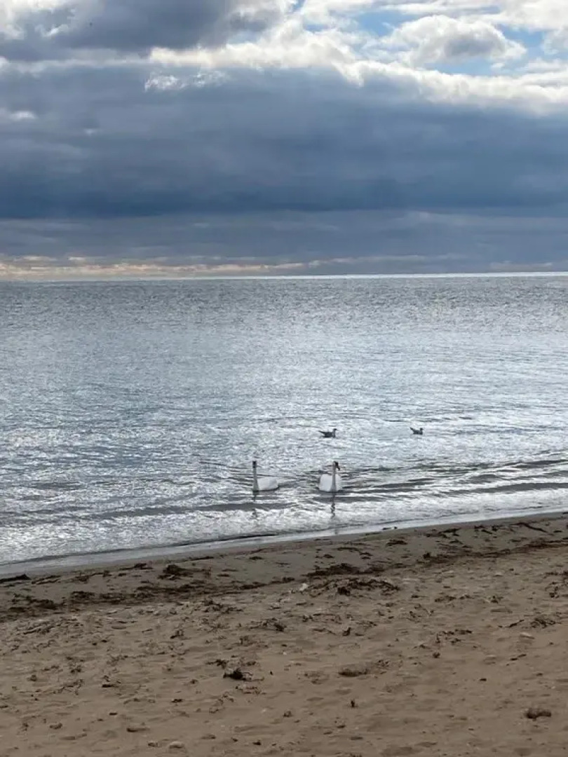 Санаторий Международный Детский Медицинский Центр Чайка