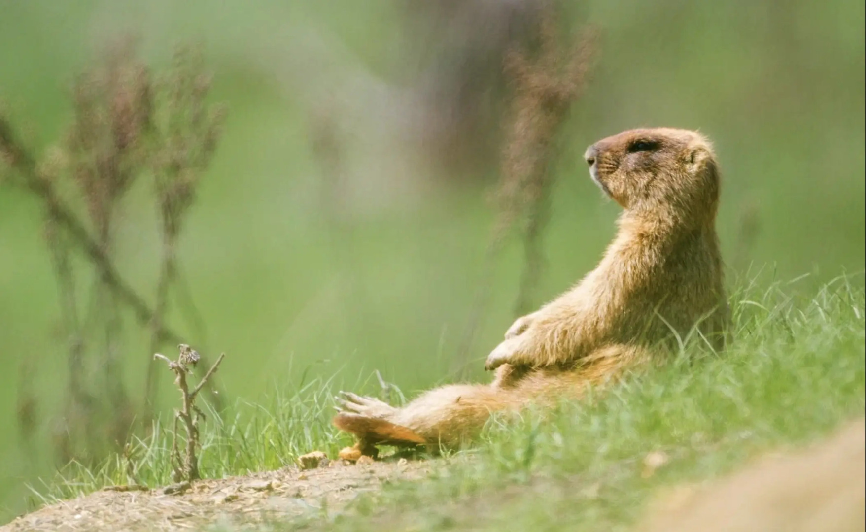 Природный Парк Олений