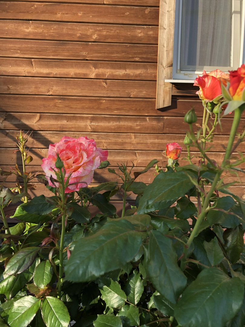 Гостевой дом Волшебный сад