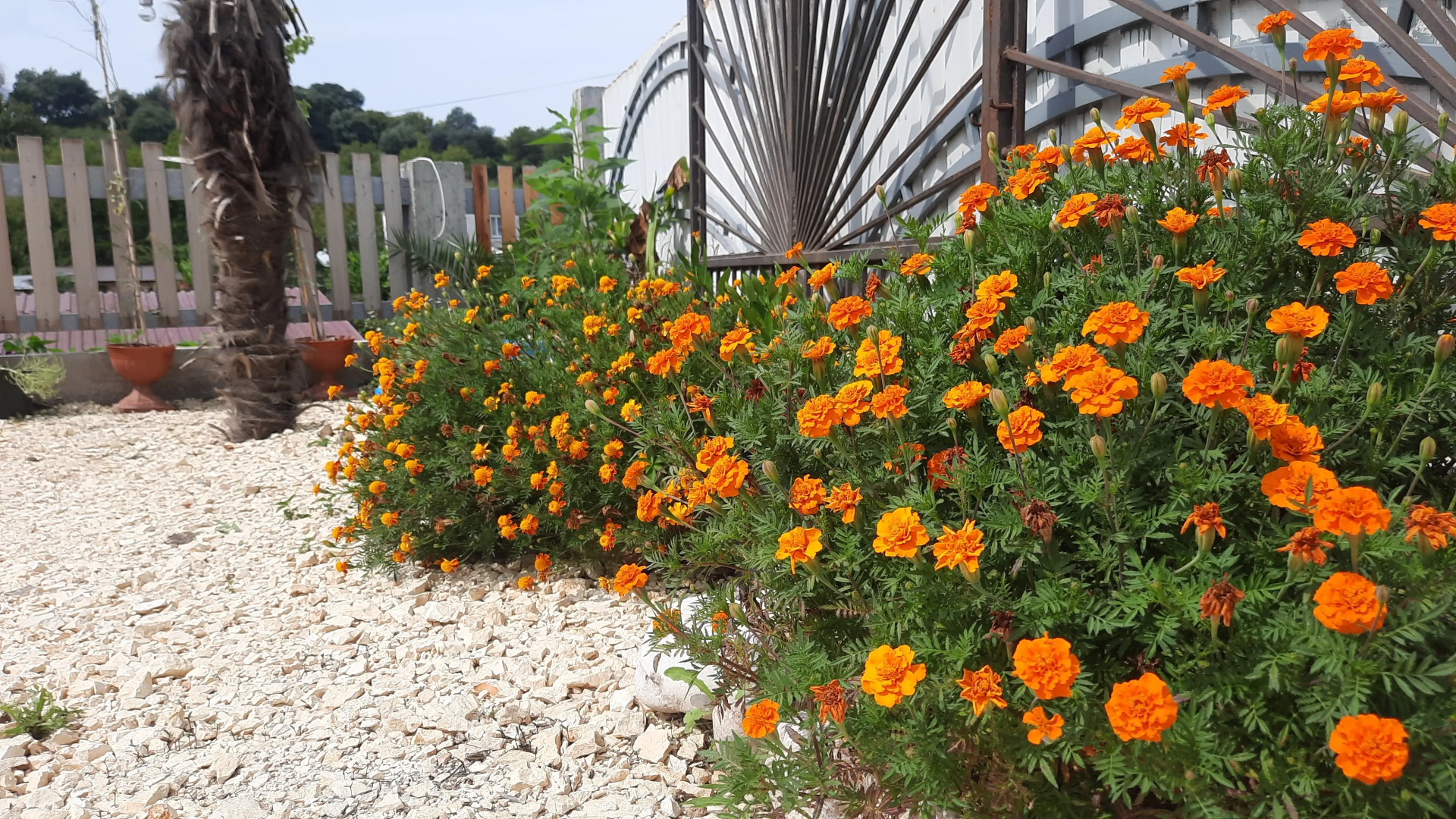 Гостевой дом Мандариновый Рай