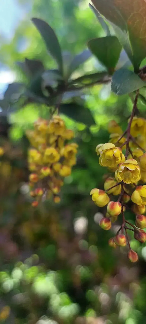 База отдыха Алтайская Роза