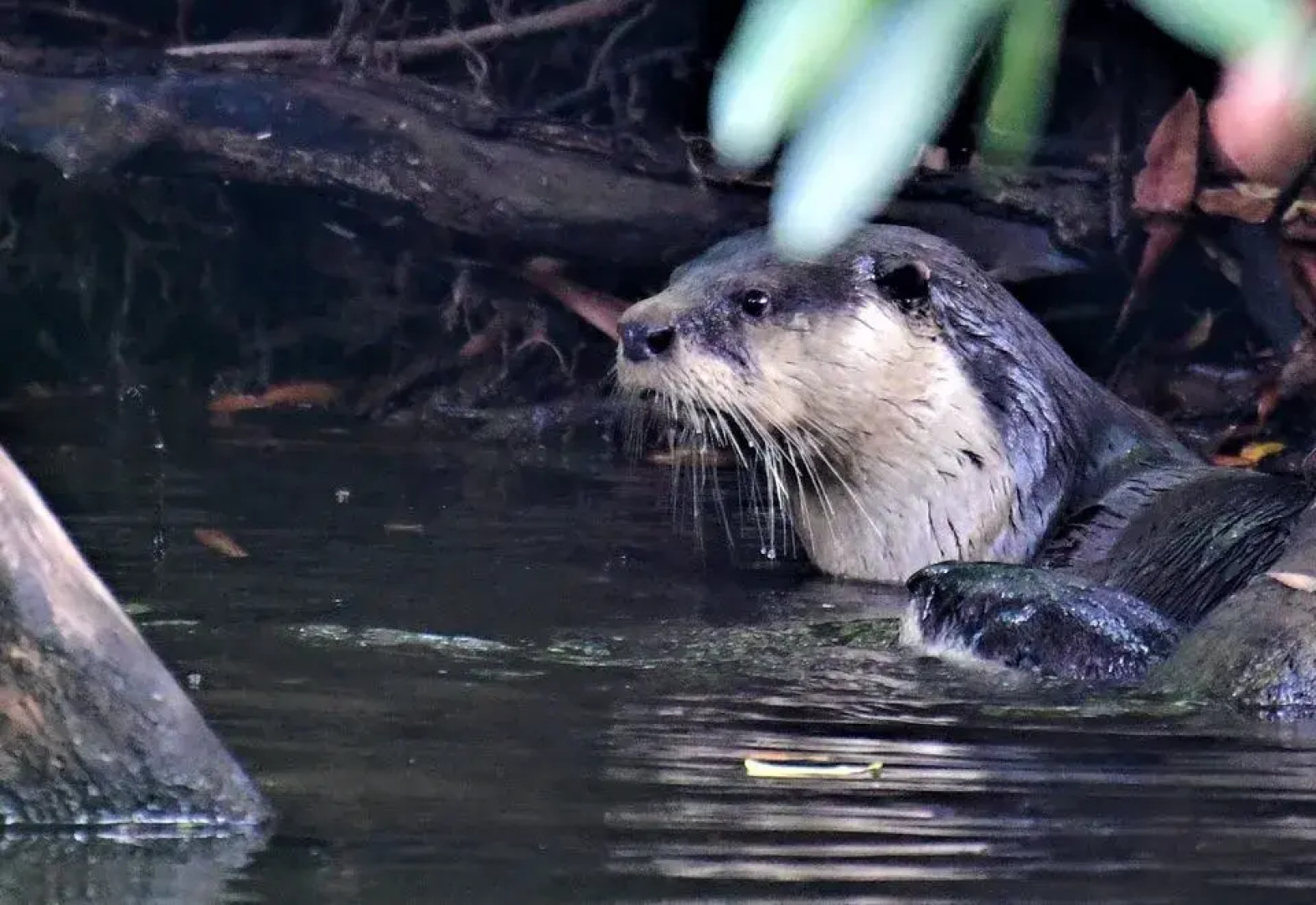 Шале The Hidden Valley