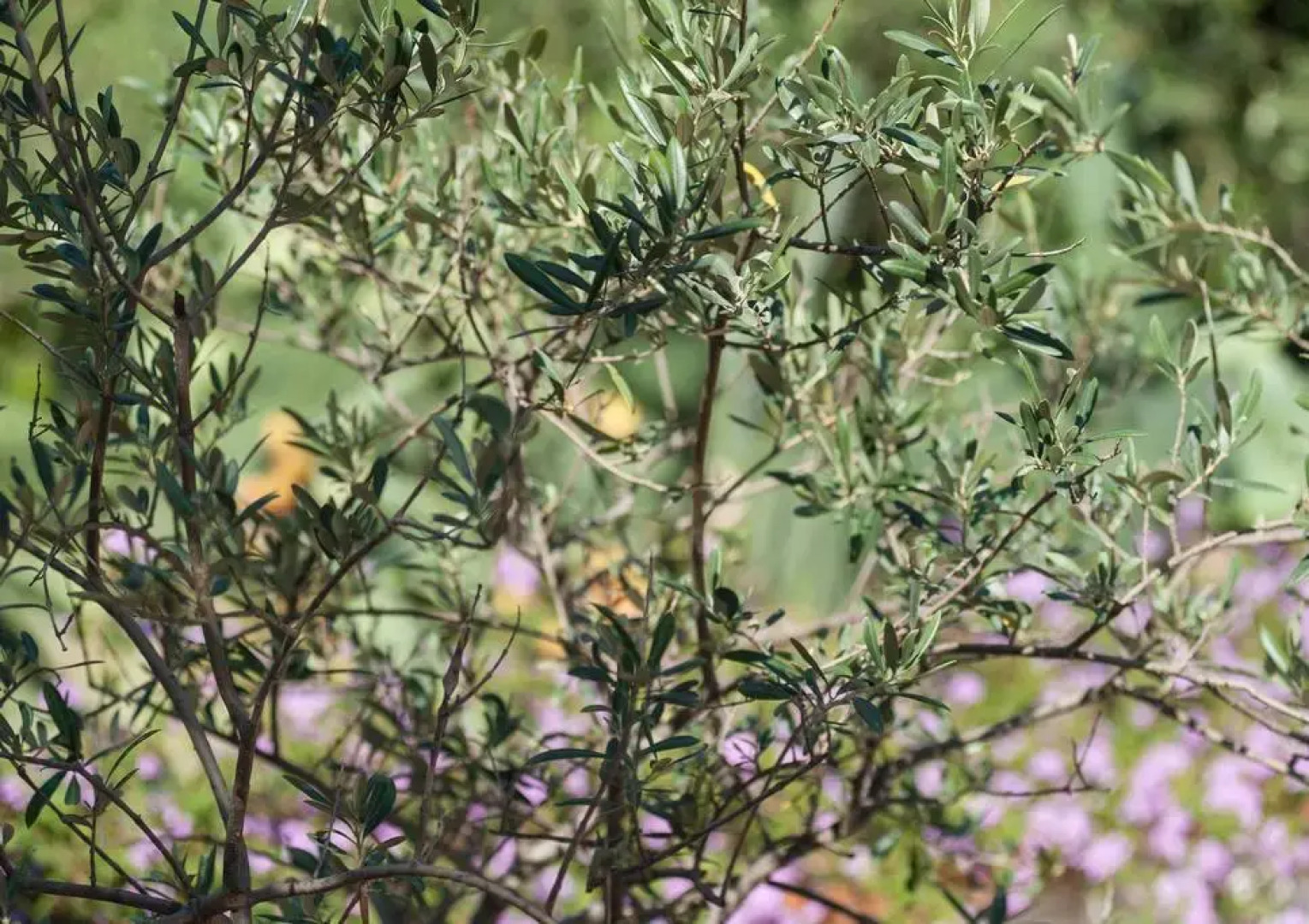 Отель B&B La Casa del Ficus