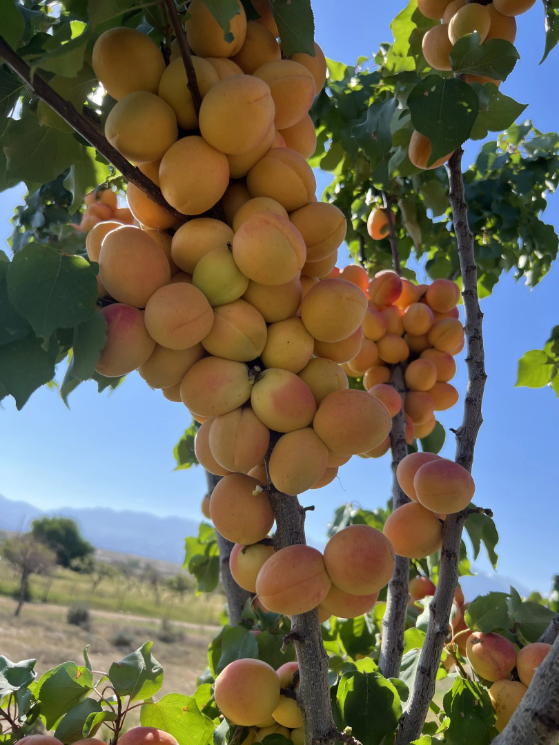Гостевой дом Guesthouse and yurt camp Aktan