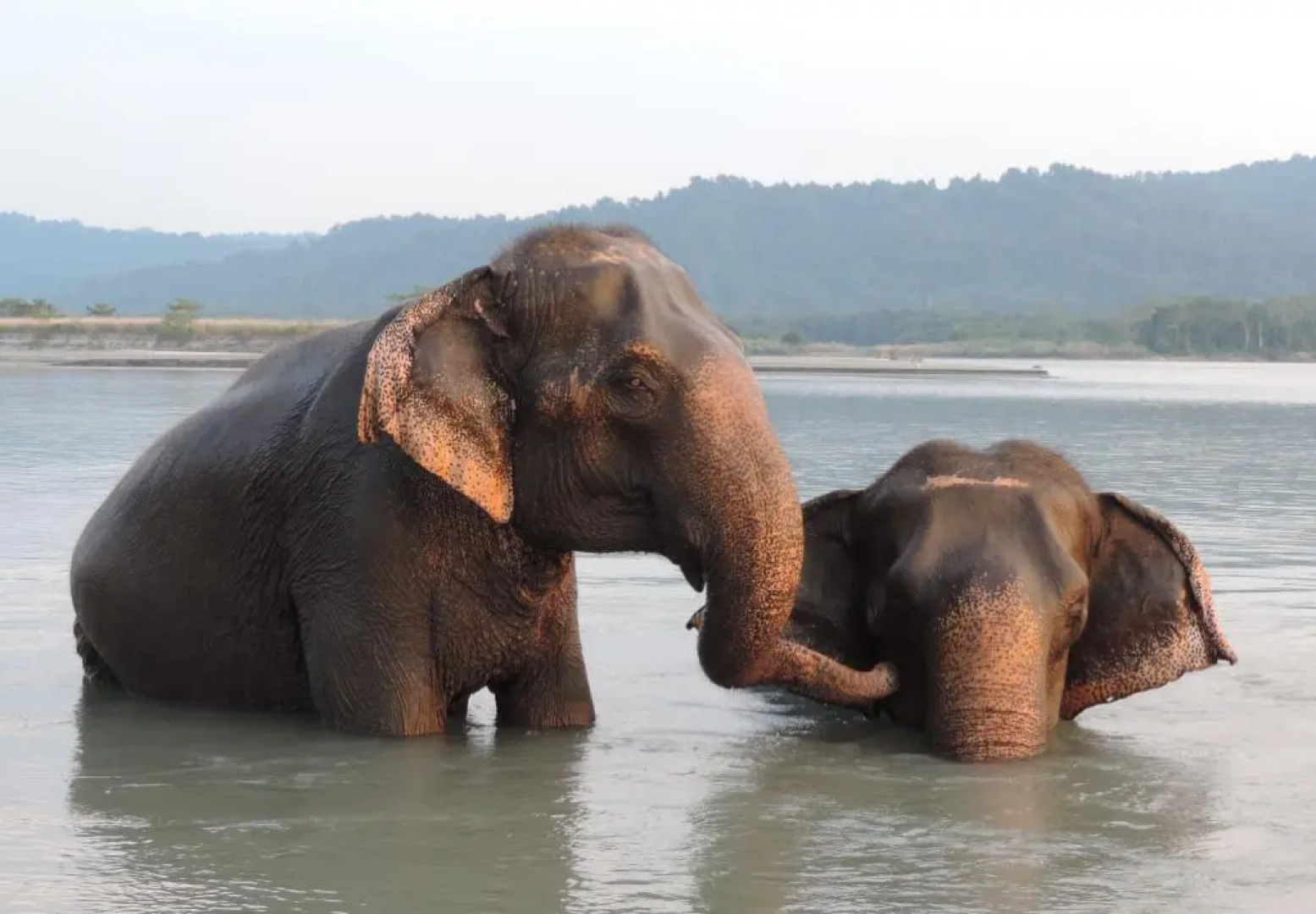 Кемпинг Tigertops Elephant Camp