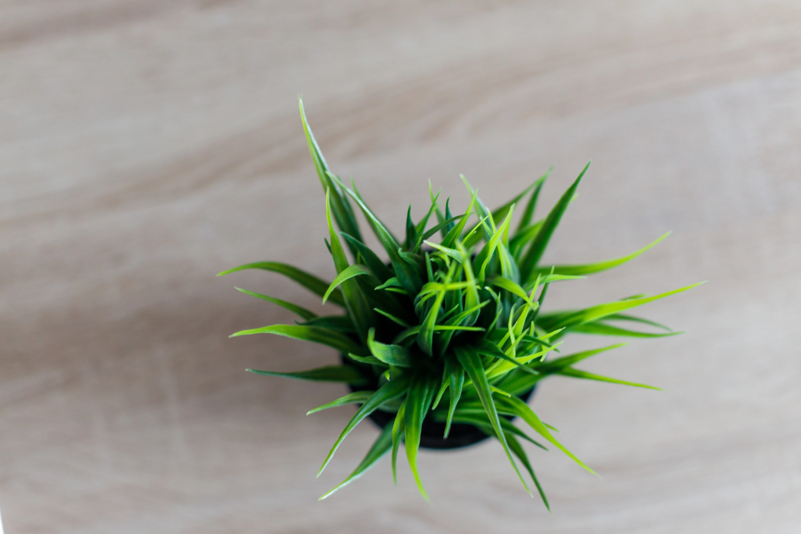 Квартира Толстой Болдина