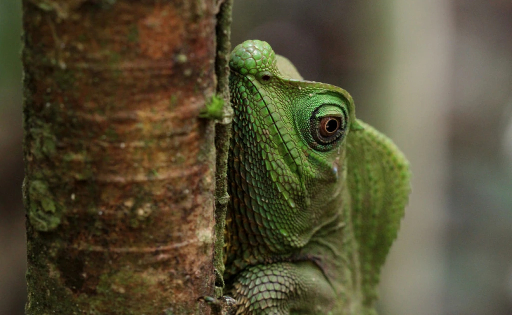 Эко Вилла Sinharaja