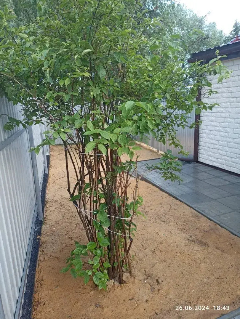 Частный дом на Пушкинской 38