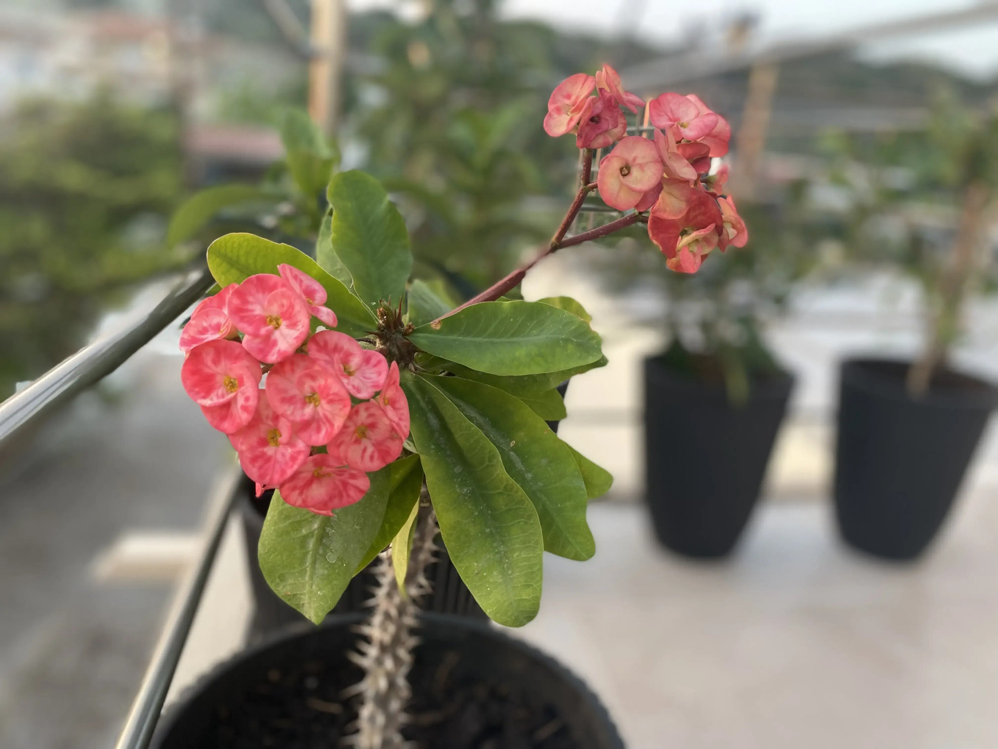 Апартаменты Aetheria Roof Resort