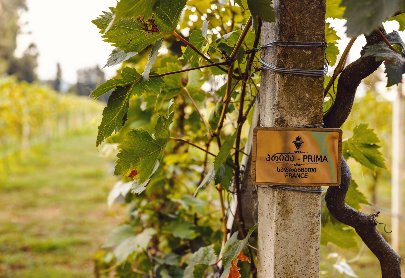 Отель Chateau Kvirike