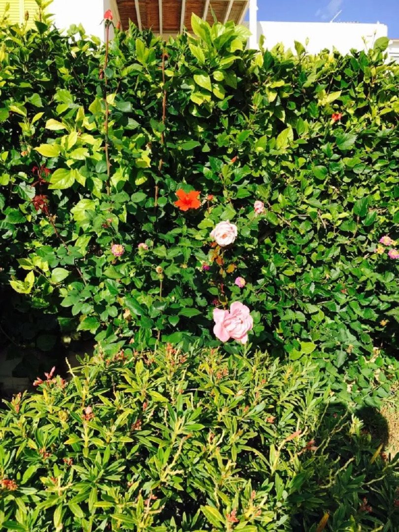 Апартаменты в Като Пафос