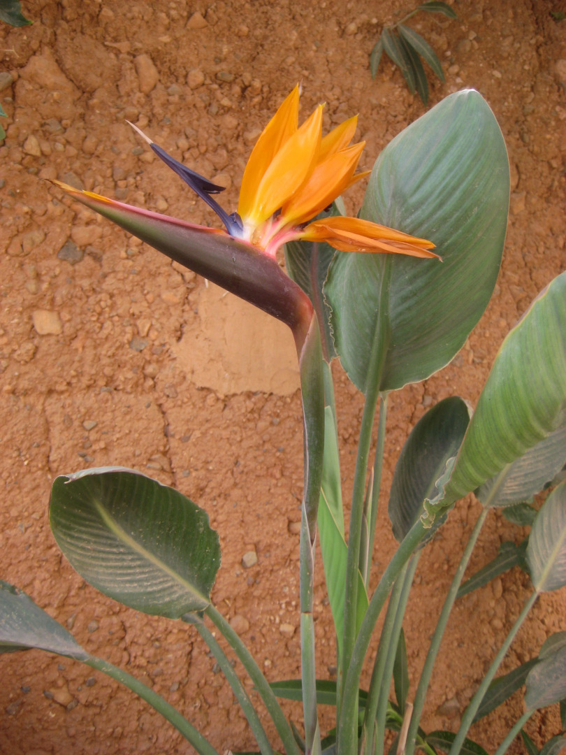 Вилла Tifawin Home & Garden