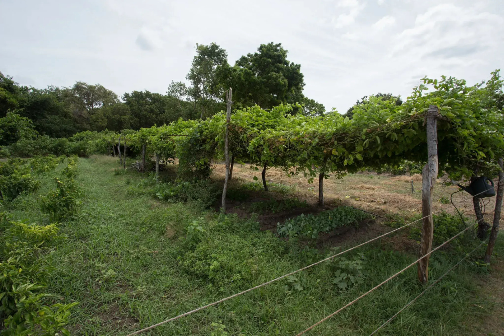 Отель Nilaveli Beach
