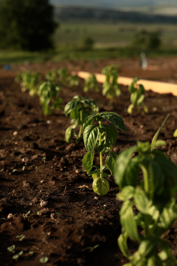 Отель Api Balaklava