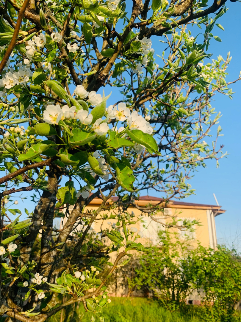 Гостевой дом Дивный Сад