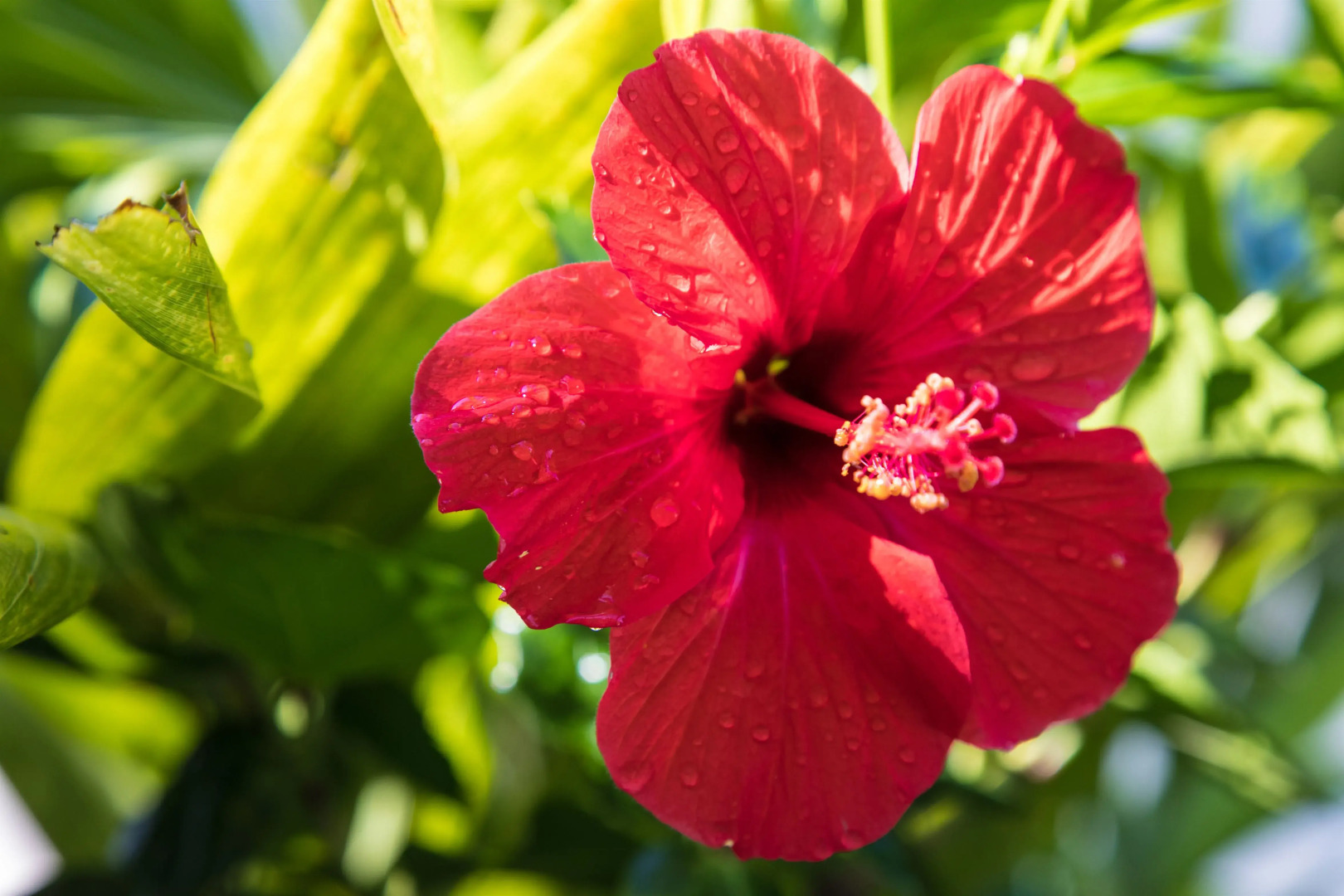 Курортный отель Ngalawa Hotel