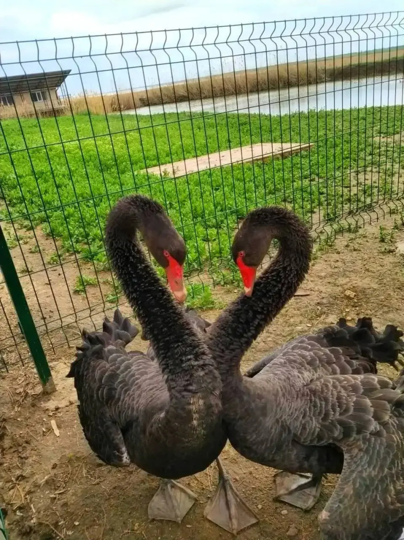 База Отдыха Экопарк Великокняжеский Остров