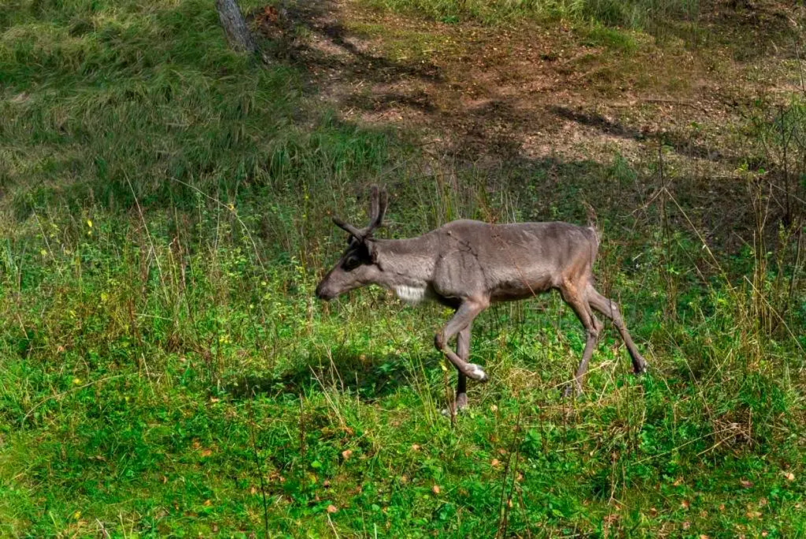 База отдыха Загородный клуб Оленья Гора