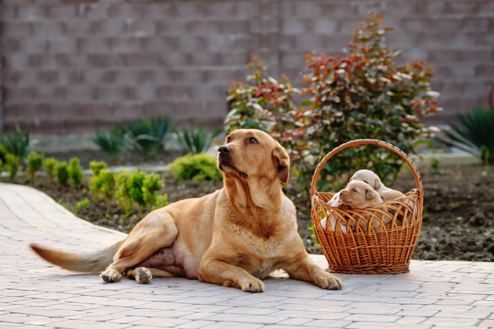 Гостевой Дом Шато Блан